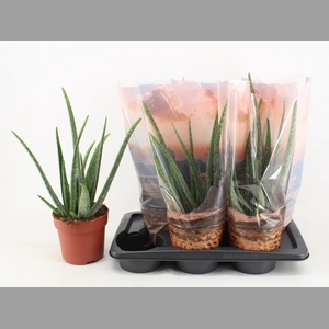 ALOE VERA