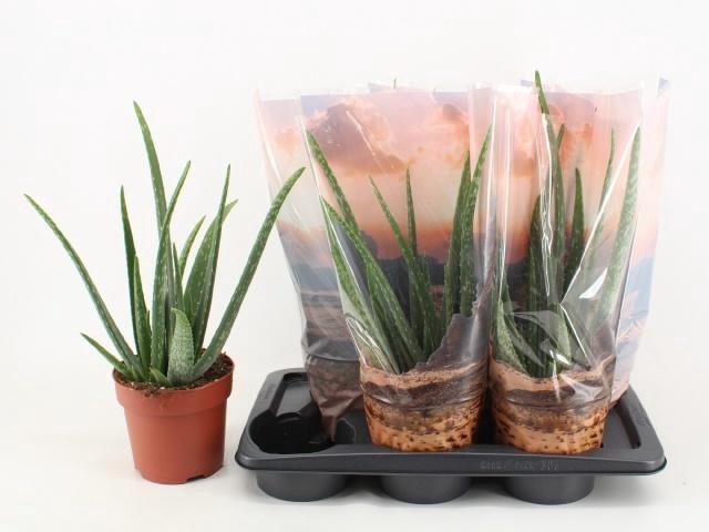 <h4>ALOE VERA</h4>