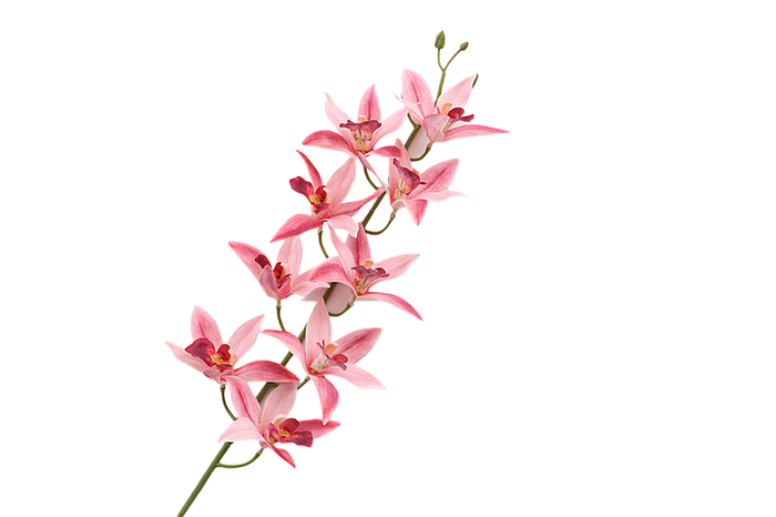 Cymbidium Pink
