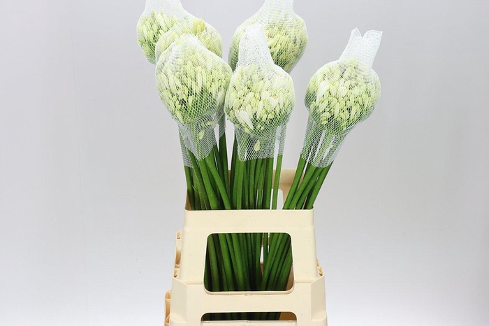 <h4>Agap Gletsjer White</h4>