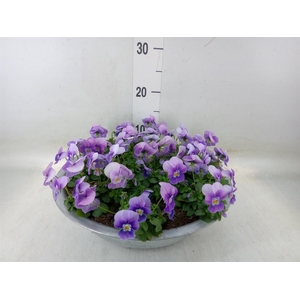 Viola corn. 'Evo Mini Pink Wing'