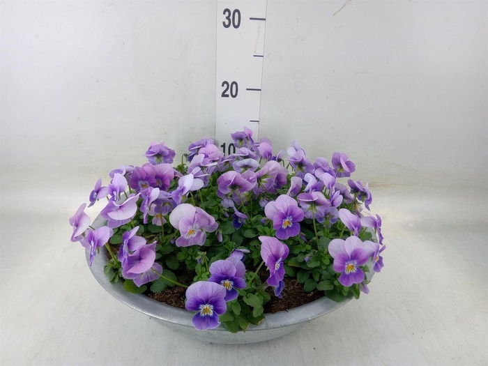 <h4>Viola corn. 'Evo Mini Pink Wing'</h4>