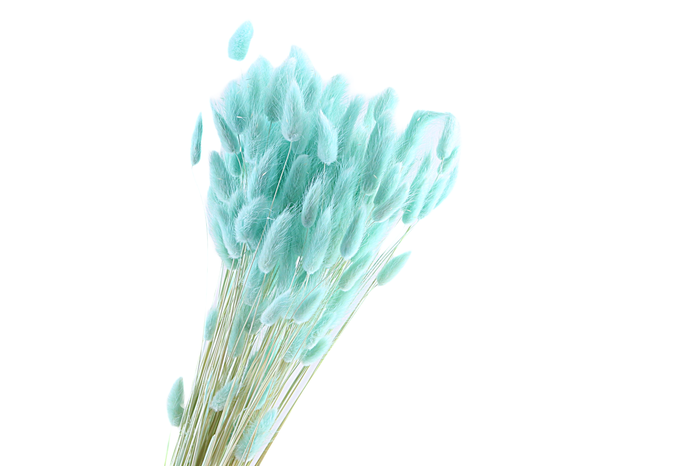 Lagurus Mint