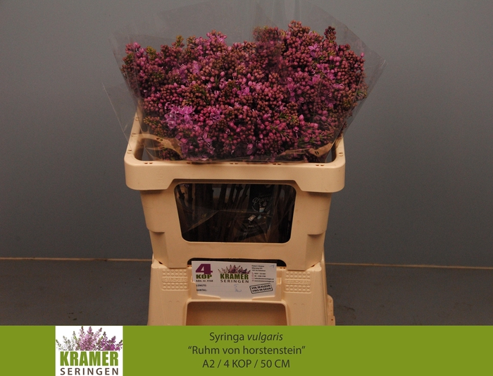 <h4>SYR V R V HORSTENST</h4>