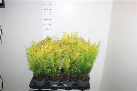 <h4>Chamaecyparis Lawsoniana Golden Wonder</h4>