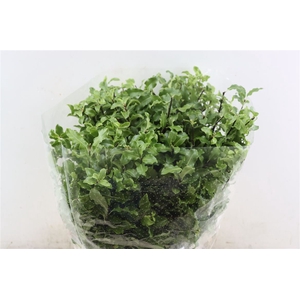 Pittosp Tenuif Green P Bunch