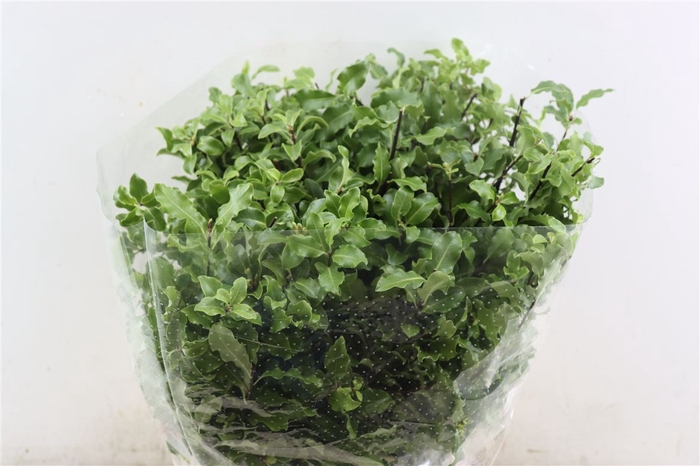 <h4>Pittosp Tenuif Green P Bunch</h4>