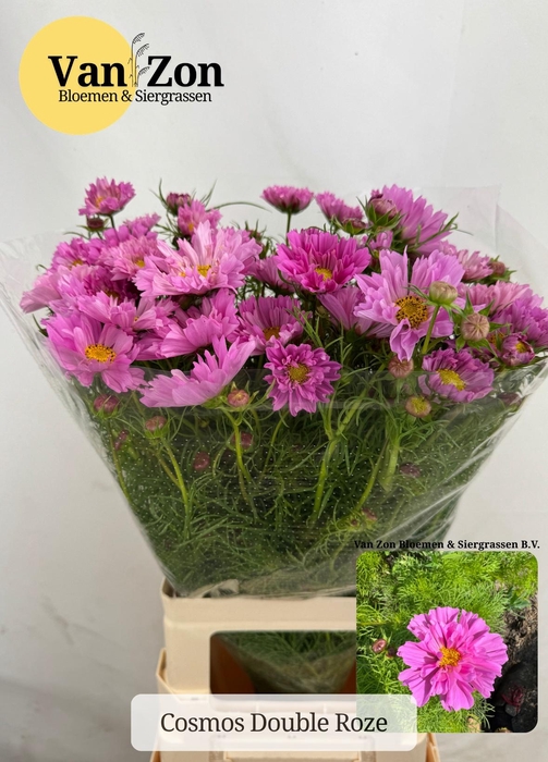 <h4>COSMOS BIPINNATUS</h4>