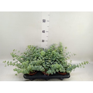 Sedum sieboldii 'Mediovariegatum'