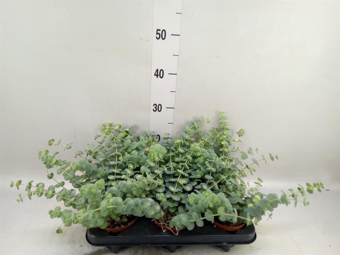 <h4>Sedum sieboldii 'Mediovariegatum'</h4>