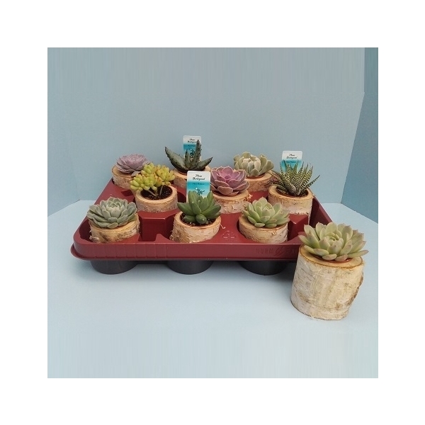 <h4>Bio Succulent in boomstammetje 213-STAM1</h4>