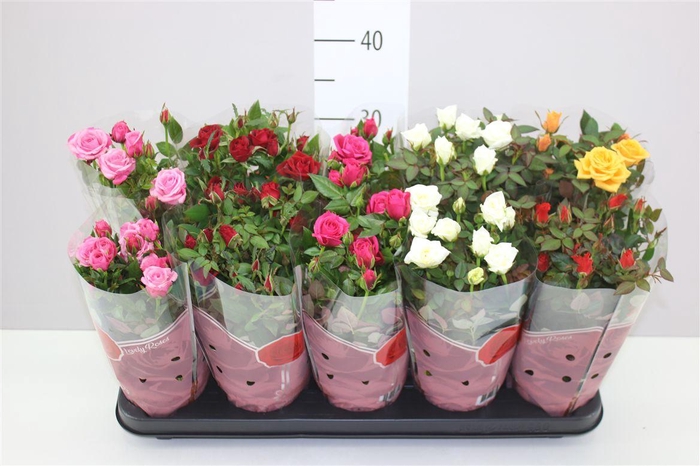 <h4>Rosa Star Gemengd</h4>