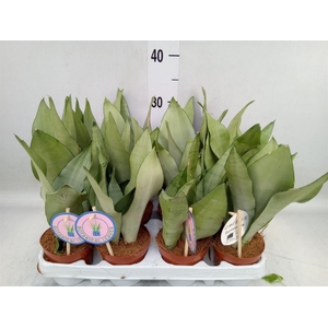 Sansevieria trifa. 'Moonshine'