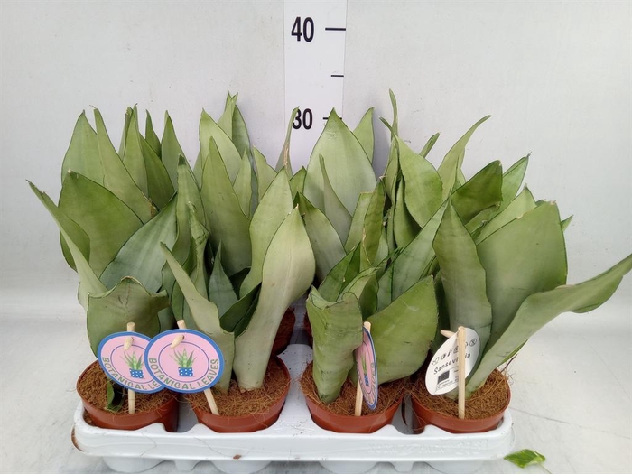 <h4>Sansevieria trifa. 'Moonshine'</h4>
