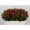 Hypericum Magical Triumph