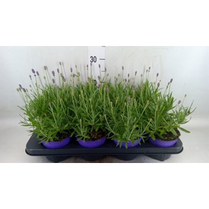 Lavandula angus. 'Havanna Dark'