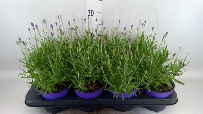<h4>Lavandula angus. 'Havanna Dark'</h4>