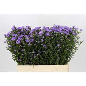 Aster Cassandra