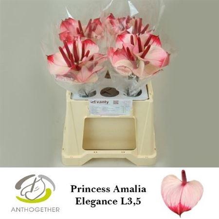 <h4>ANTH A # PR A ELEGANCE WATER 35CM</h4>
