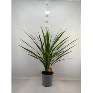 Cordyline indivisa 'Peko'