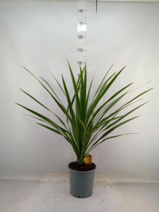 <h4>Cordyline indivisa 'Peko'</h4>
