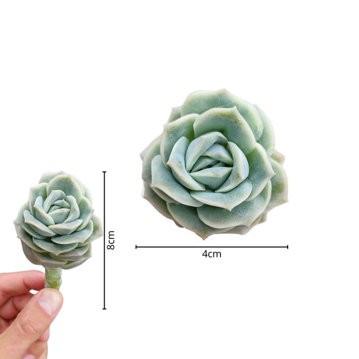 <h4>Echeveria Lovely Rose Cutflower Wincx-5cm</h4>