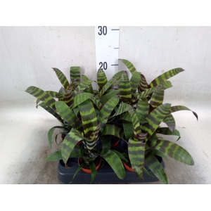 Vriesea  'Era'