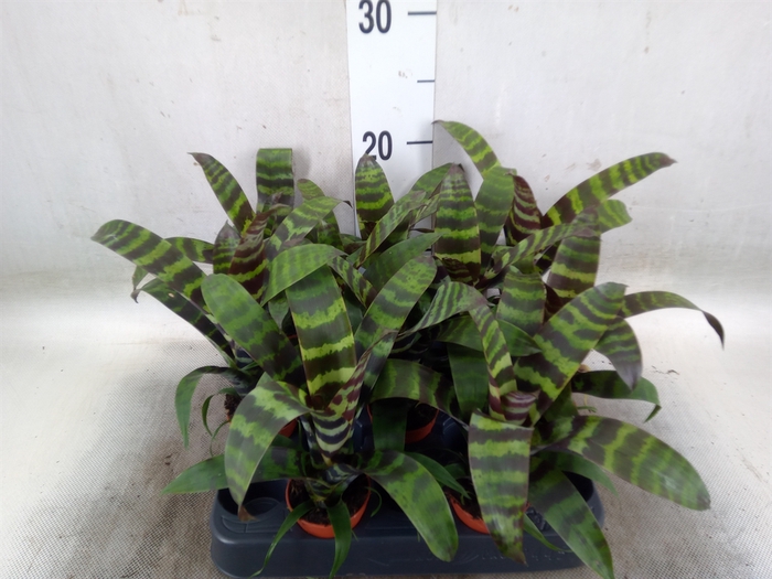 <h4>Vriesea  'Era'</h4>