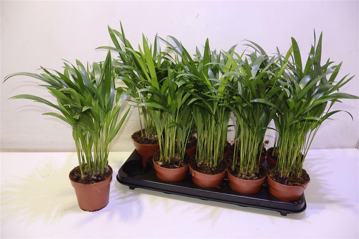 <h4>arr8 Dypsis Lutescens</h4>