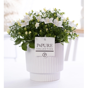 Campanula 'Atlanta' Pure Ivy Ceramics