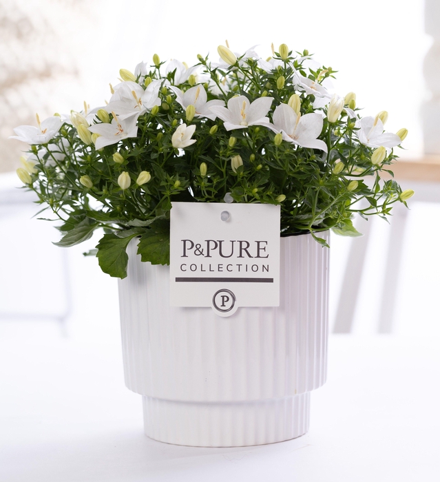 <h4>Campanula 'Atlanta' Pure Ivy Ceramics</h4>