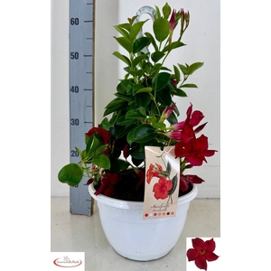 MANDE SUN RED