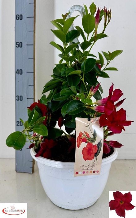 <h4>MANDE SUN RED</h4>