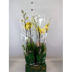 Phalaenopsis   ...yellow