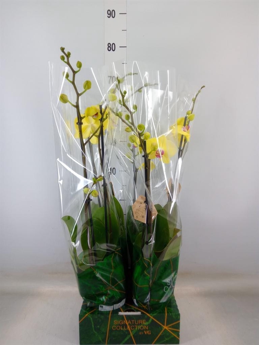 <h4>Phalaenopsis   ...yellow</h4>