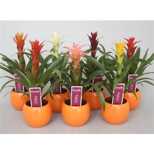 Guzmania gemengd in oranje bolpot