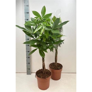 Pachira Aquatica