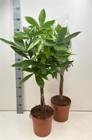 <h4>Pachira Aquatica</h4>