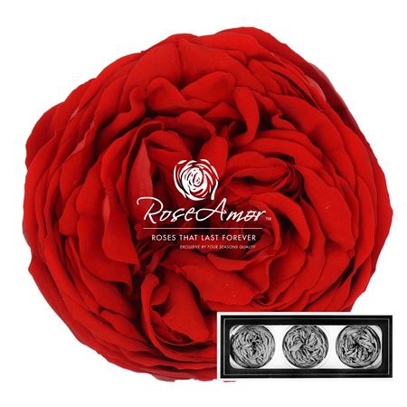 Kabukyza Per 3 Red02