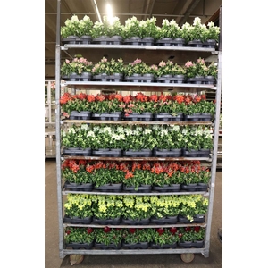 Antirr Ma Mixk 1 Klr Per Tray