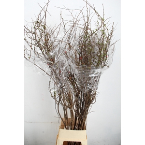 CHAENOMELES SUPERBA PINK 170CM