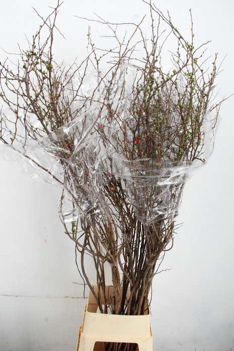 <h4>CHAENOMELES SUPERBA PINK 170CM</h4>