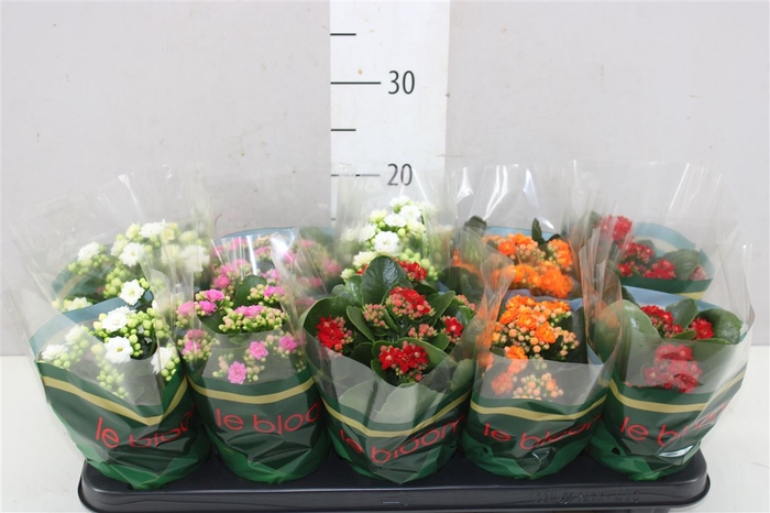 <h4>Kalanchoe Calandiva Mix Rijp</h4>