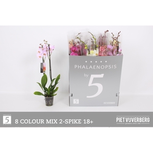 PHAL GEM 8 KL