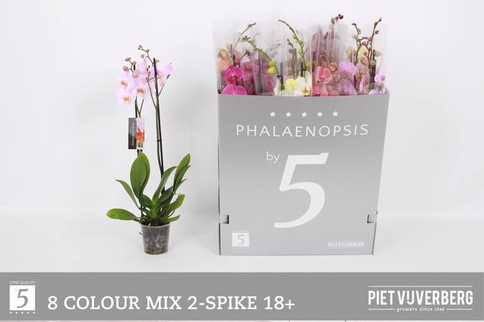 <h4>PHAL GEM 8 KL</h4>
