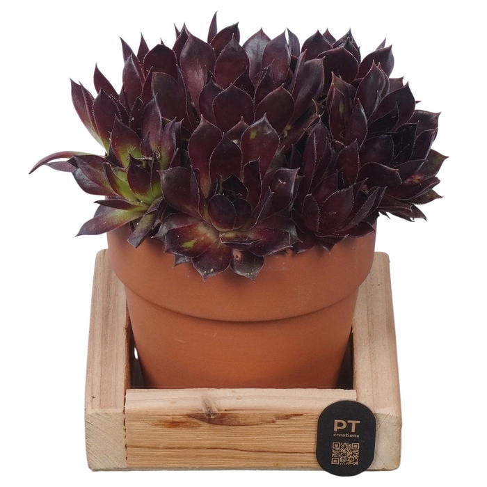 <h4>PTS7477 Arrangement Sempervivum in terracotta potje op hout plateau</h4>