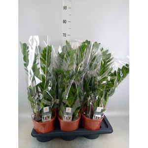 Zamioculcas zamiifolia