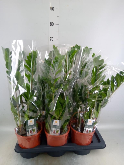 <h4>Zamioculcas zamiifolia</h4>