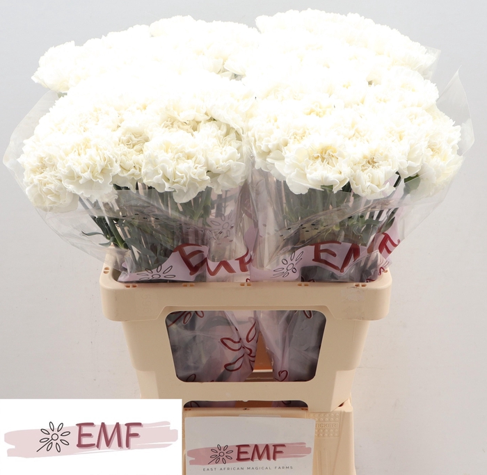 <h4>DI ST MADAME COLETTE</h4>