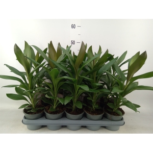 Cordyline  'Glauca'